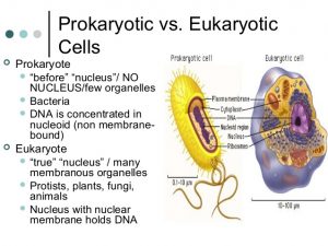 https://image.slidesharecdn.com/eukaryoticcellstructure-150119133349-conversion-gate02/95/eukaryotic-cell-structure-7-638.jpg?cb=1421696095